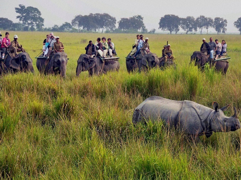 Elephant Safari
